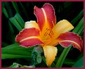 Picture Title - Lily