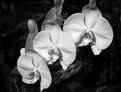 Picture Title - 3 Orchids