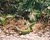 Ramarro Green lizard