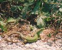 Picture Title - Ramarro Green lizard