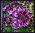 Spring Purple