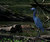 Swamp Blue Bird