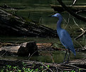 Picture Title - Swamp Blue Bird