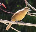 Picture Title - brown bird