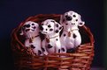 Picture Title - three dogs in a basket