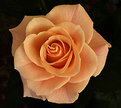 Picture Title - Rose.