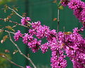 Picture Title - Redbud - spring at LAST