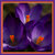 crocus triology