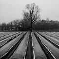 Picture Title - Asparagusfields
