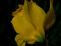 Picture Title - wet daffodil