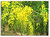 KaNikkonna (Cassia angustifolia)