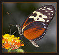 Picture Title - Nectar-Proboscis