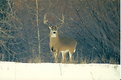 Picture Title - Whitetail Buck