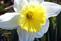 Picture Title - Daffodile