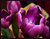 Purple Tulips