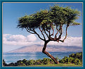 Picture Title - The Maui Tree