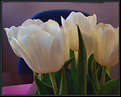 Picture Title - White Tulips