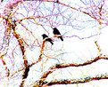 Picture Title - Blackbirds