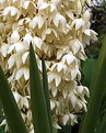 Picture Title - Yucca