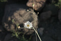 Picture Title - The Desert Blooms Like Never Before 2