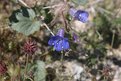 Picture Title - The Desert Blooms Like Never Before 3