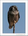 Picture Title - Northern Hawk Owl