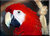 Proud Macaw