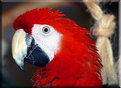 Picture Title - Proud Macaw