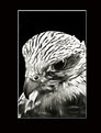 Picture Title - HAWK