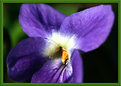 Picture Title - same violet, sunny side