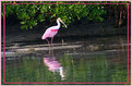Picture Title - Wading spoonbill