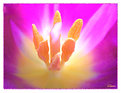 Picture Title - Heart of a tulip