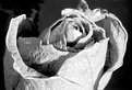 Picture Title - dry rose