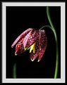 Picture Title - fritillaria meleagris