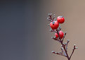 Picture Title - Berries