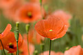 Picture Title - Poppies