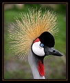 Picture Title - Black crowned crane