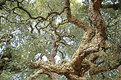 Picture Title - Cork Tree