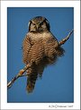 Picture Title - Northern Hawk Owl III