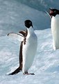 Picture Title - penguins