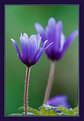 Picture Title - Anemone blanda II