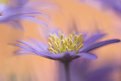 Picture Title - Anemone blanda III