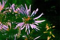 Picture Title - Aster 1