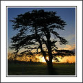 Picture Title - Ye olde cedar tree