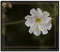 Picture Title - Paper Flower