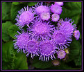 Picture Title - Spring Purple 2