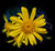 We Yellow Aster