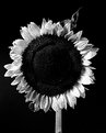 Picture Title - Sunflower