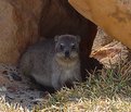 Picture Title - Rock Hyrax