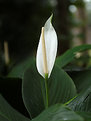 Picture Title - White Lily